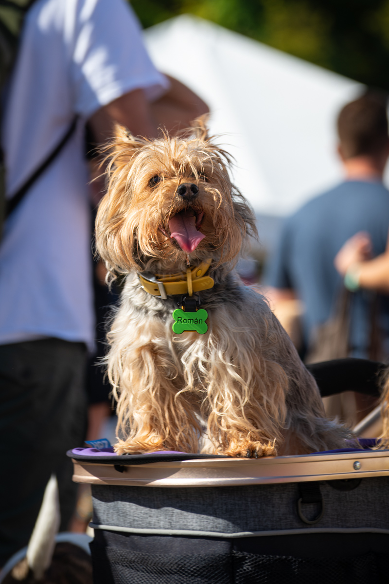 Ocean Beach Day of the Dog 2025