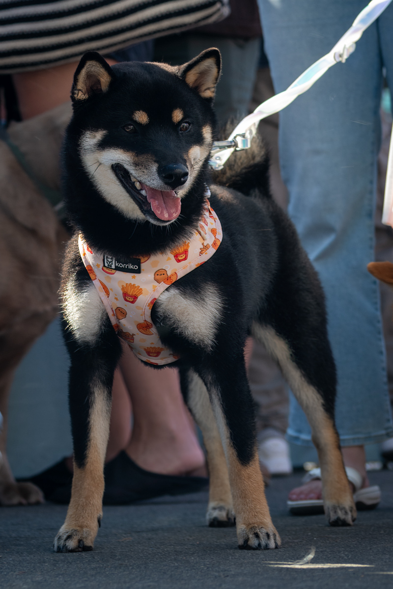 Ocean Beach Day of the Dog 2025