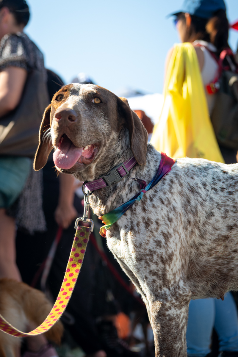 Ocean Beach Day of the Dog 2025