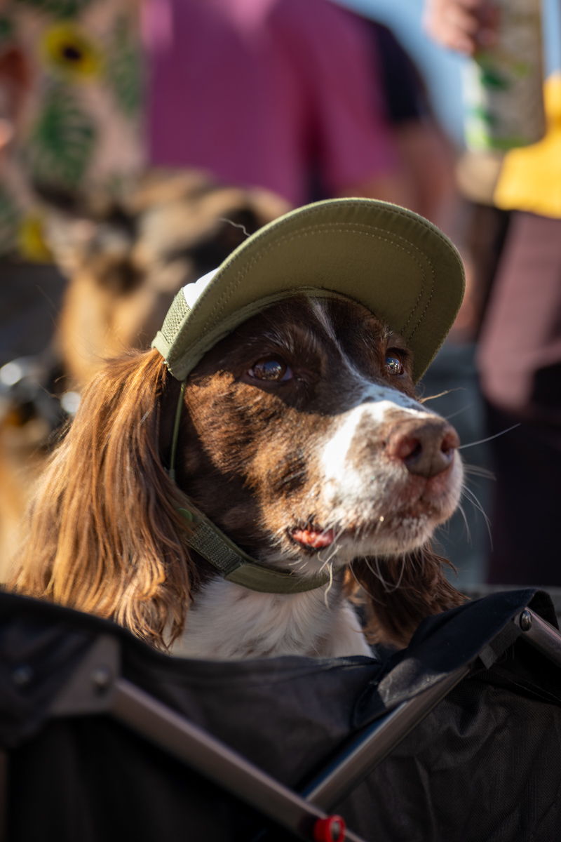Ocean Beach Day of the Dog 2025