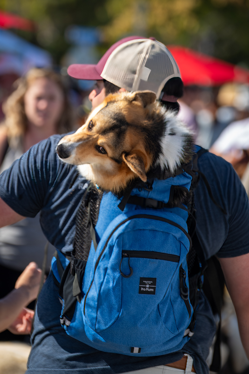 Ocean Beach Day of the Dog 2025