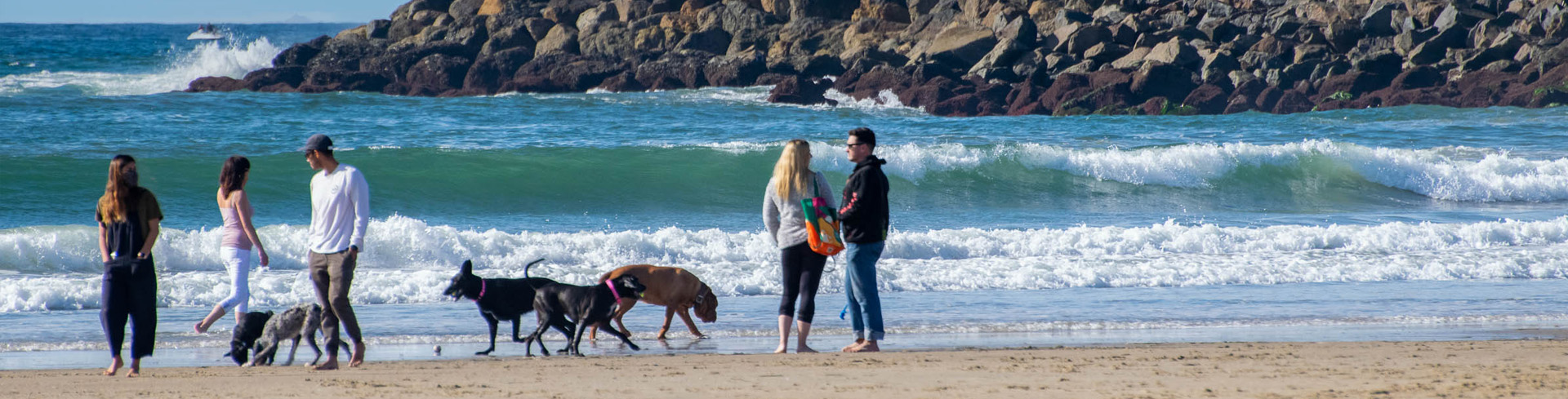 Dog Beach Holidays