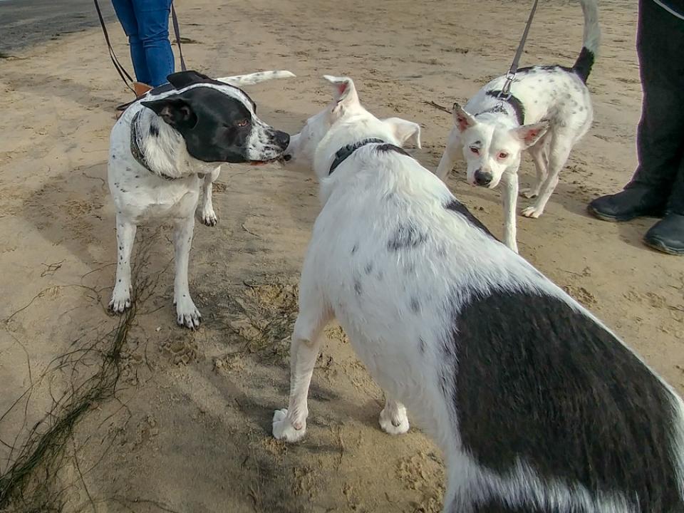Doppelganger at Dog Beach