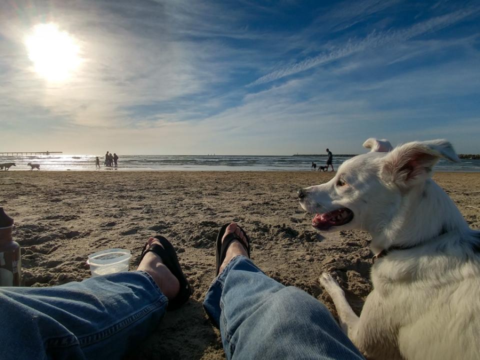 Observe the Scene at Dog Beach