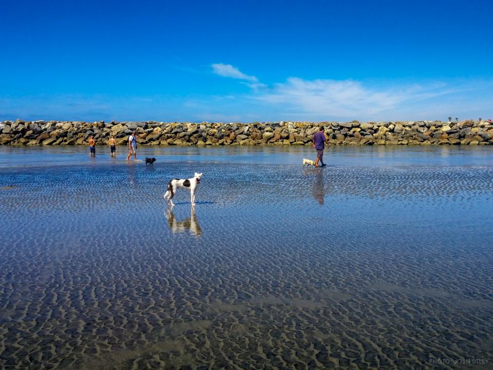 Dog standing in crystal clear water