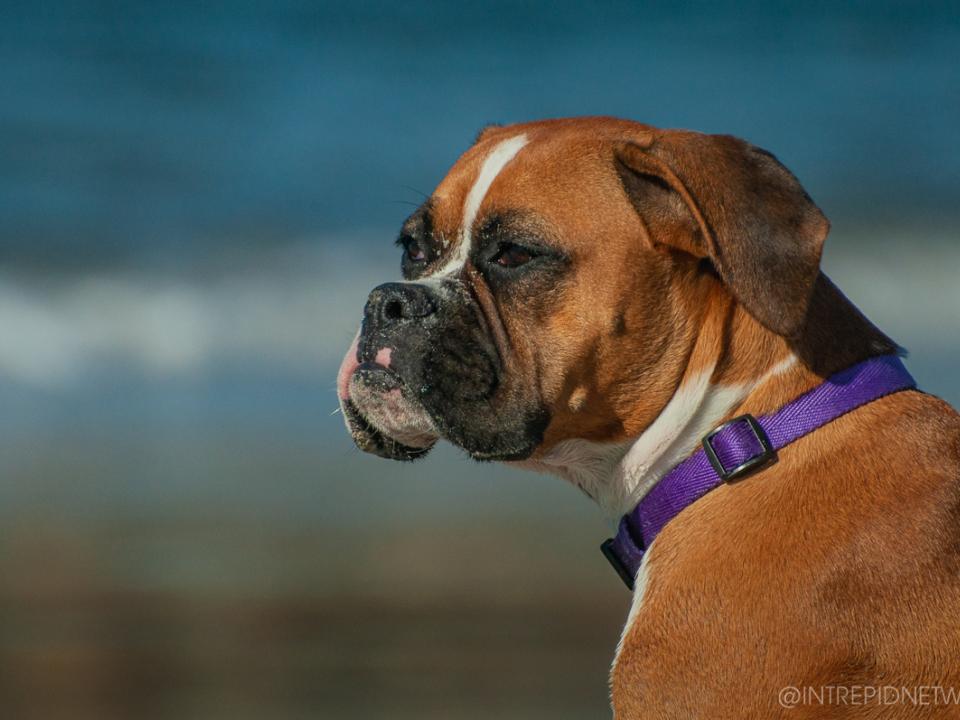 Pet's of Dog Beach San Diego