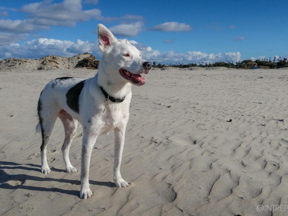 The Original Dog Beach