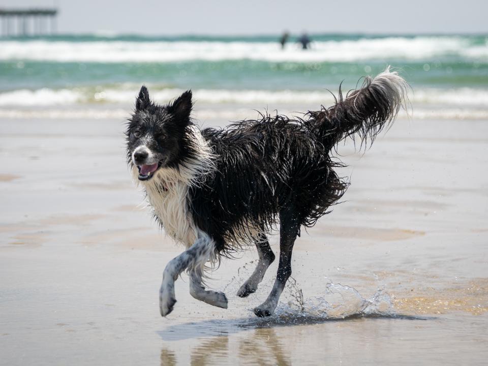 Dog Gone to the Beach